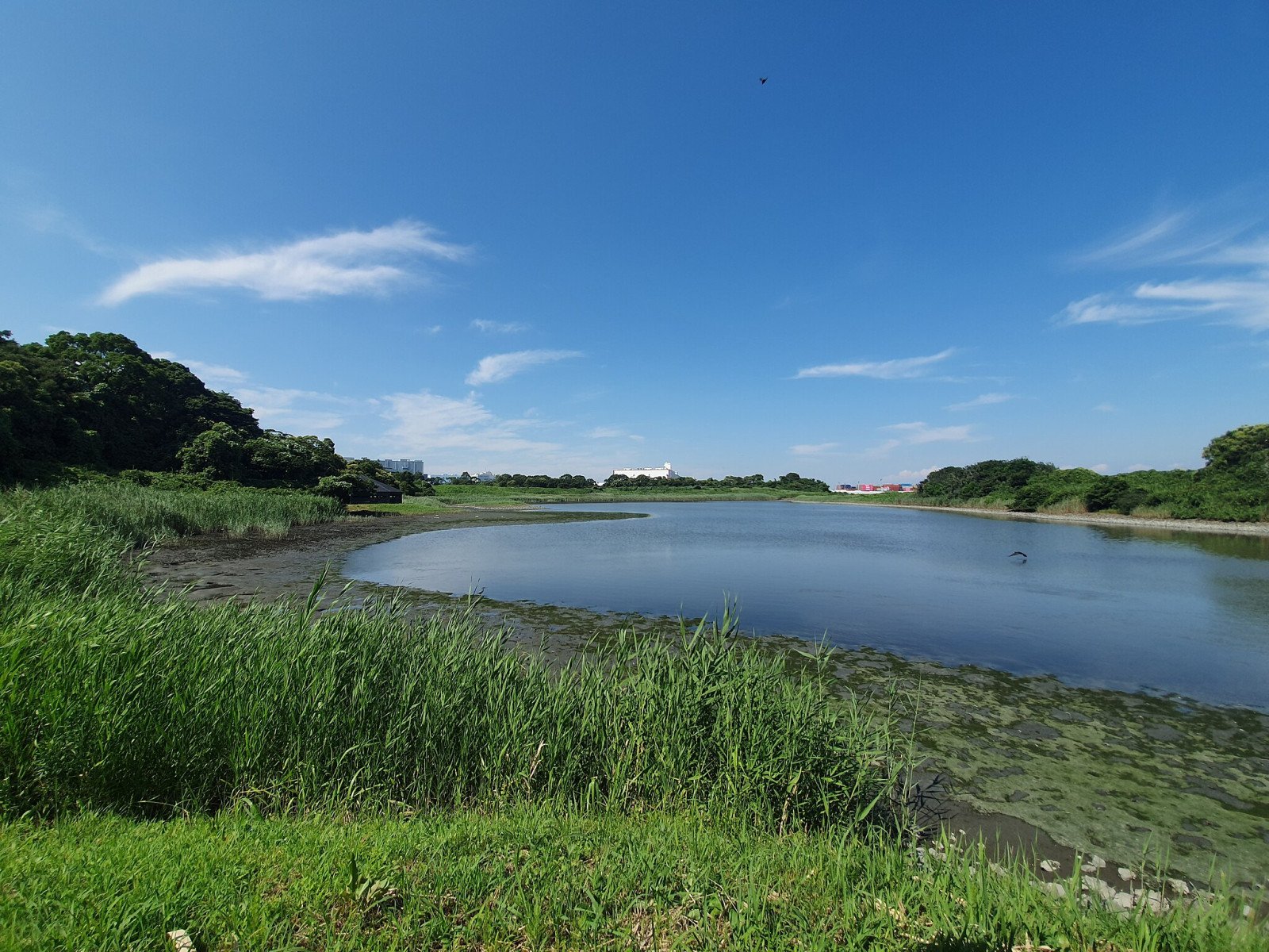 🐦 도쿄항 야조 공원(도쿄코 야초 코엔) 이미지 7